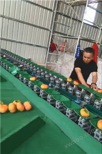 浙江红美人选果机 水果重量分级设备