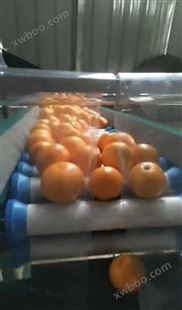 福建葡萄柚选果机  小型水果分选机