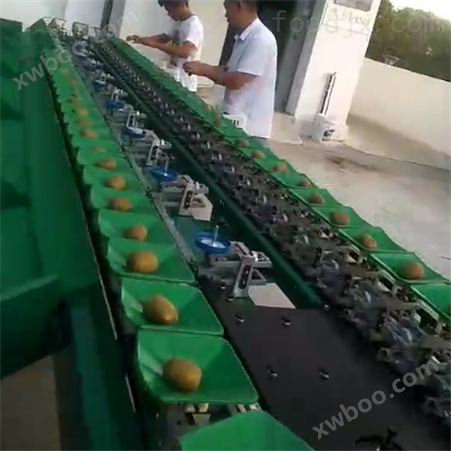 翠香猕猴桃选果机  自动化分大小的设备