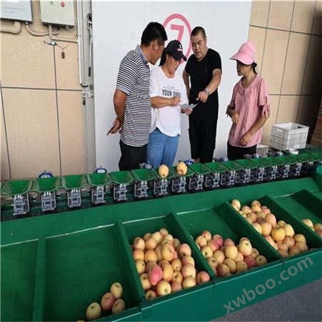 葡萄柚选果机 重量果蔬分级设备